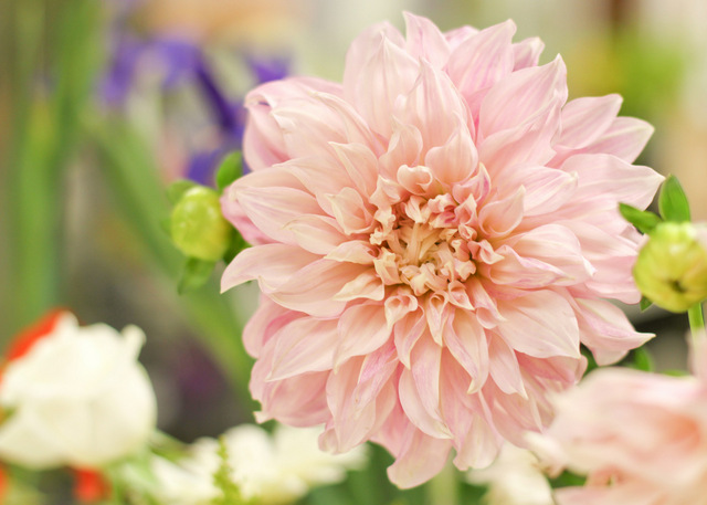 dahlia, facts, trivia, wedding, flowers, popular, summer, fall, traditional, delivery, anoka, minnesota, twin cities, minneapolis, coon rapids, nw metro, deliver, area, to, by, local, florist, shop