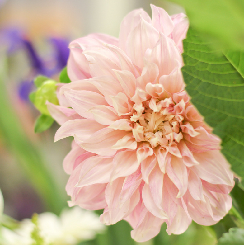 dahlia, facts, trivia, wedding, flowers, popular, summer, fall, traditional, delivery, anoka, minnesota, twin cities, minneapolis, coon rapids, nw metro, deliver, area, to, by, local, florist, shop