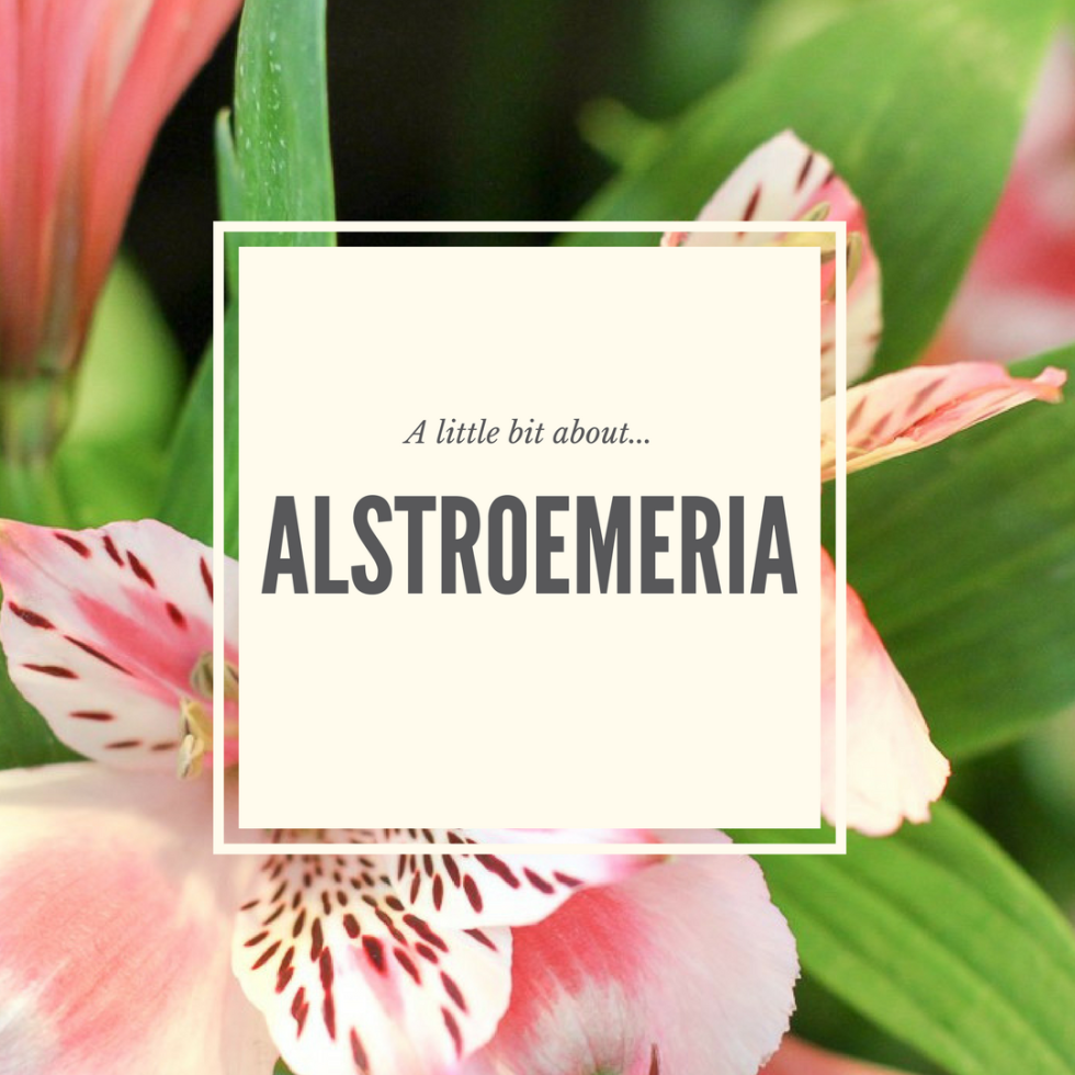 Alstroemeria, About, Flowers. Facts, Trivia, Anoka, Minnesota, MN, Twin Cities, Main Floral, Delivery, Around, Area, Near, By, Coon Rapids, Brooklyn Park, Champlin, Maple Grove, Blaine, Ramsey, Dayton
