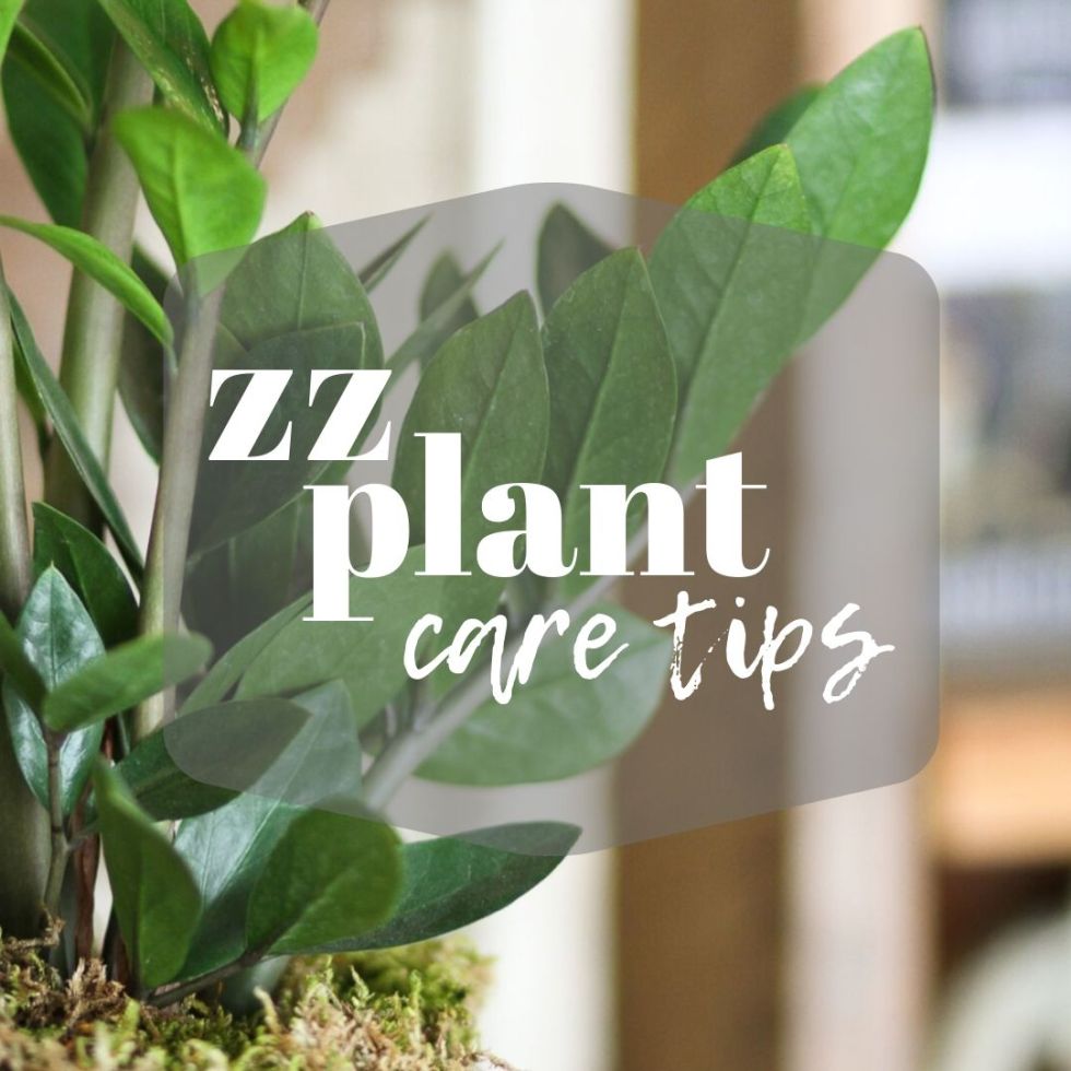 zz plant, care, how to, houseplant, faq, main floral, florist, anoka, brooklyn park, champlin, blaine, maple grove, coon rapids, shop local, family owned, plants, delivery, flowers